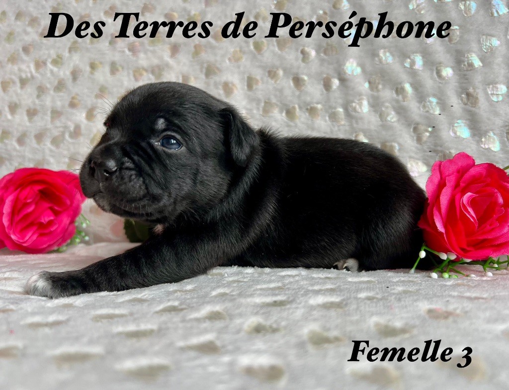 Des Terres De Perséphone - Chiot disponible  - Staffordshire Bull Terrier