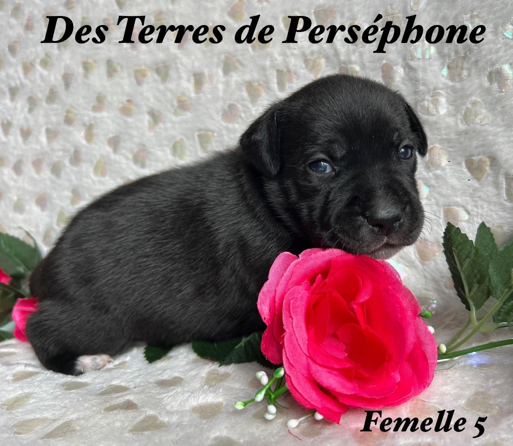 Des Terres De Perséphone - Chiot disponible  - Staffordshire Bull Terrier