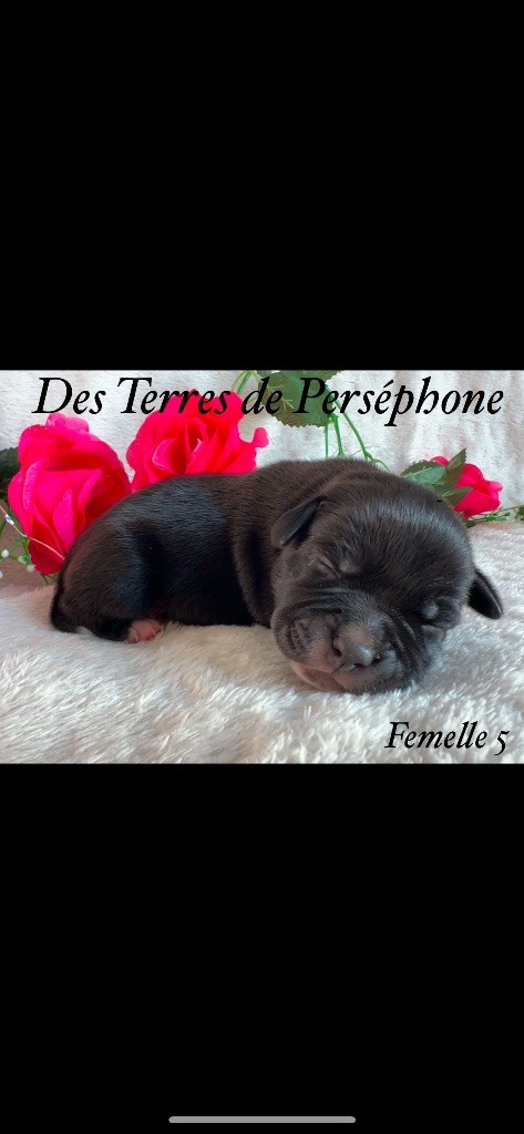 Des Terres De Perséphone - Chiot disponible  - Staffordshire Bull Terrier