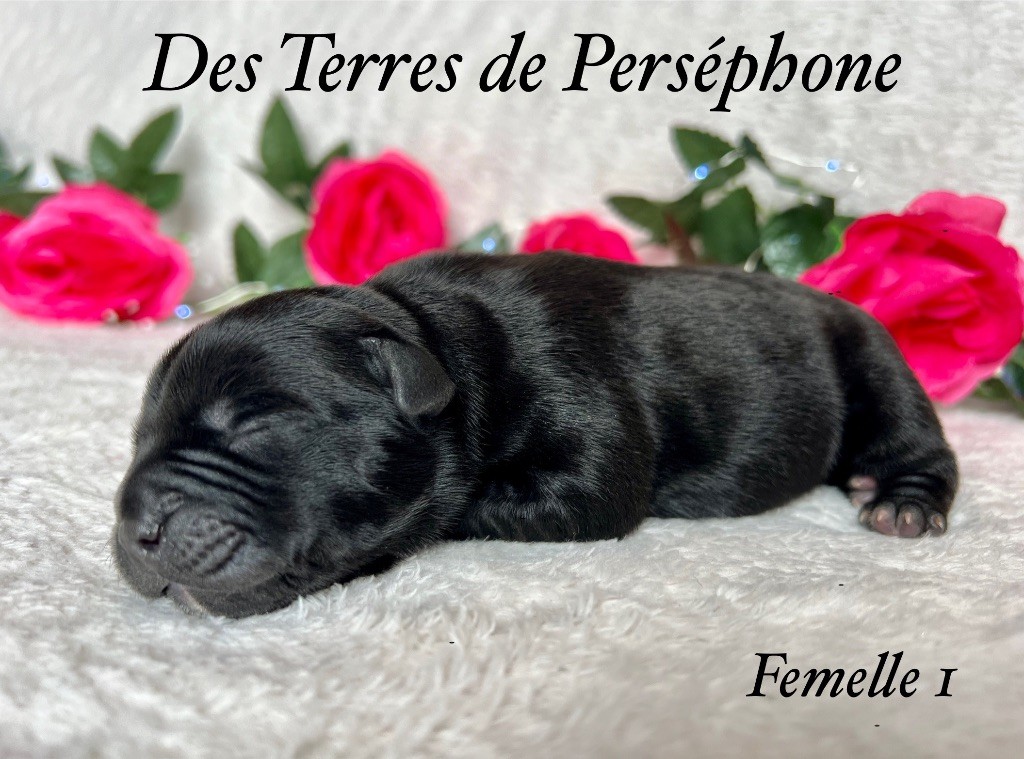 Des Terres De Perséphone - Chiot disponible  - Staffordshire Bull Terrier