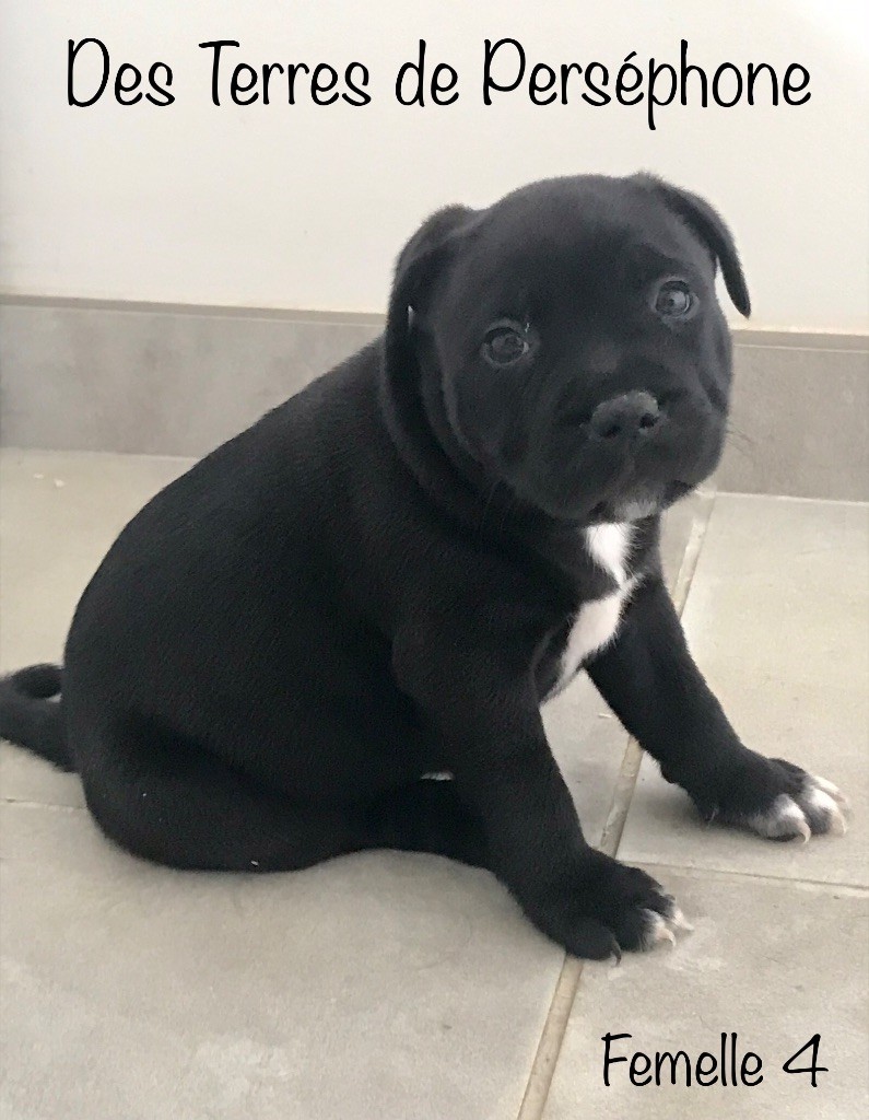 chiot Staffordshire Bull Terrier Des Terres De Perséphone