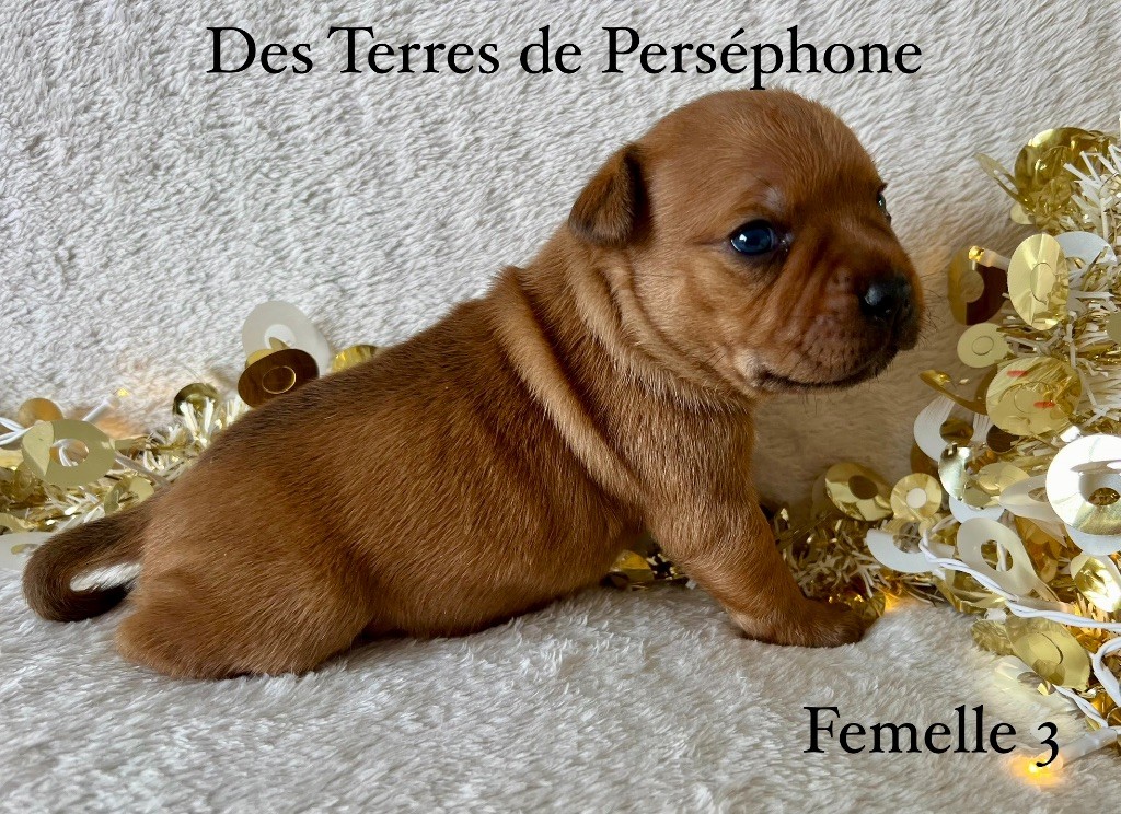 chiot Staffordshire Bull Terrier Des Terres De Perséphone