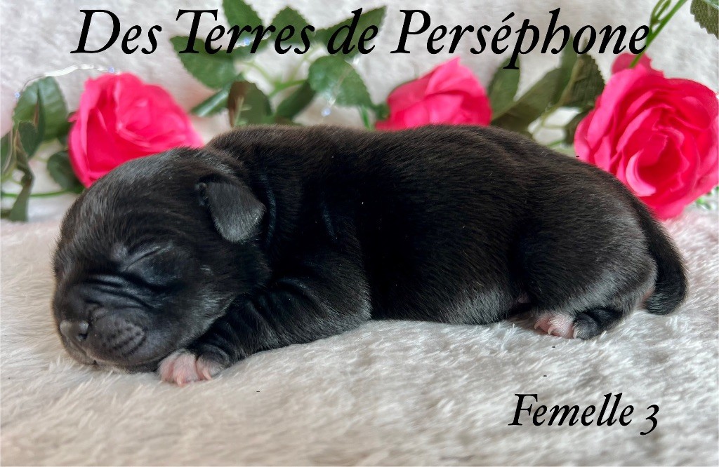 Des Terres De Perséphone - Chiot disponible  - Staffordshire Bull Terrier