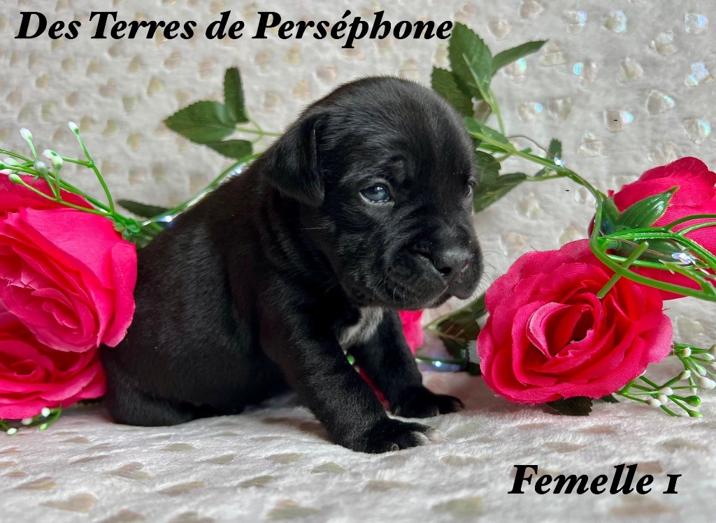 Des Terres De Perséphone - Chiot disponible  - Staffordshire Bull Terrier