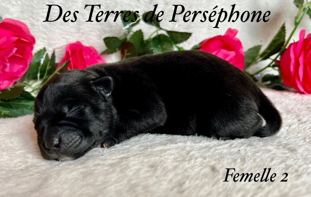 Des Terres De Perséphone - Chiot disponible  - Staffordshire Bull Terrier