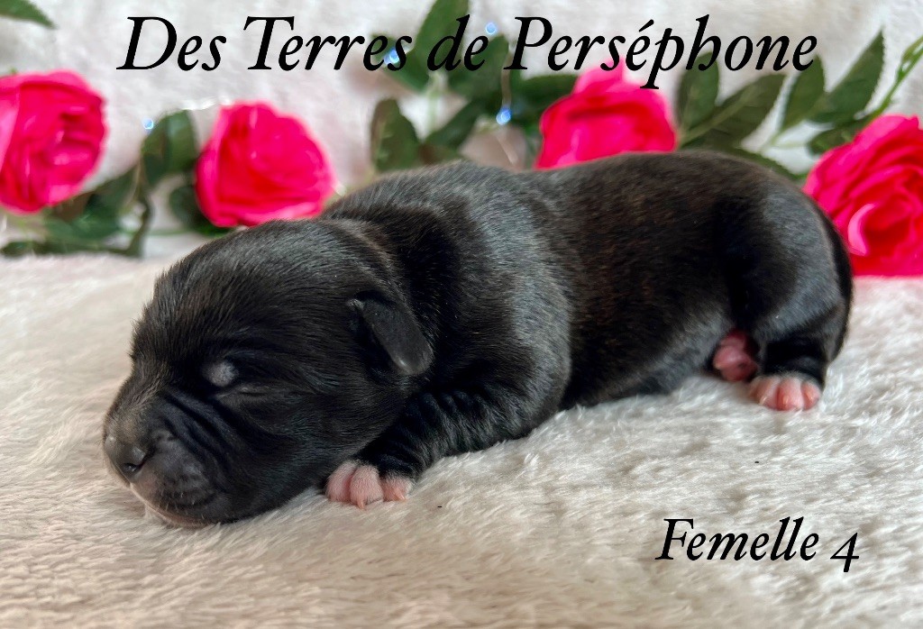 Des Terres De Perséphone - Chiot disponible  - Staffordshire Bull Terrier