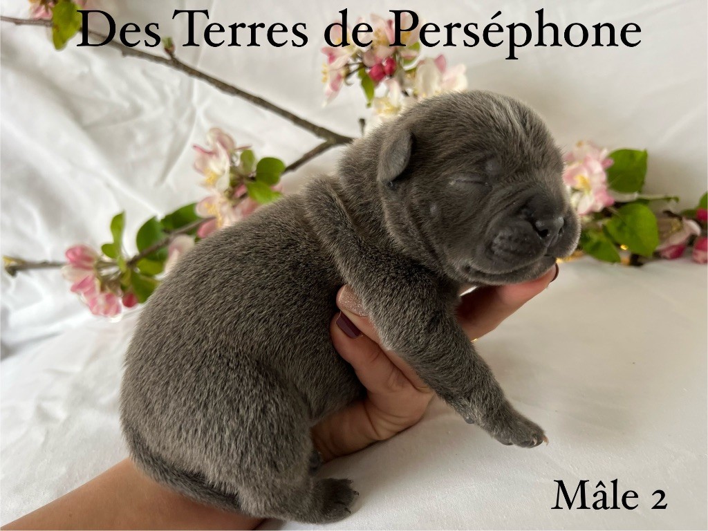 Des Terres De Perséphone - Chiot disponible  - Staffordshire Bull Terrier