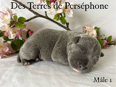 Des Terres De Perséphone - Staffordshire Bull Terrier - Portée née le 28/04/2024