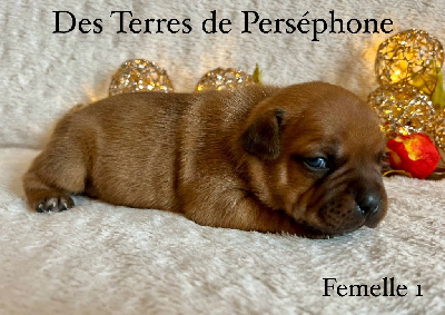 Des Terres De Perséphone - Staffordshire Bull Terrier - Portée née le 28/10/2024