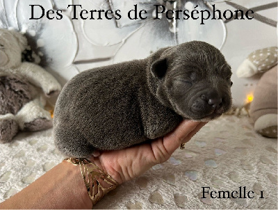 Des Terres De Perséphone - Staffordshire Bull Terrier - Portée née le 15/01/2024