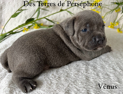 Des Terres De Perséphone - Staffordshire Bull Terrier - Portée née le 28/04/2024