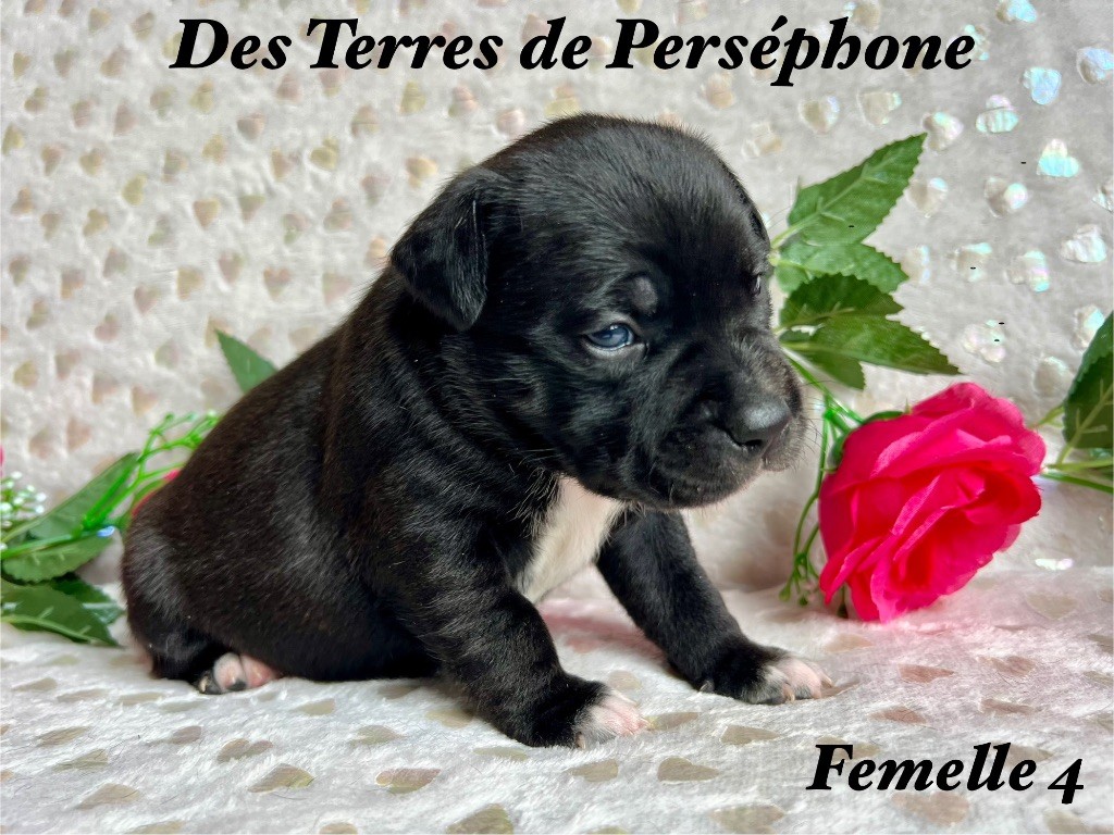 Des Terres De Perséphone - Chiot disponible  - Staffordshire Bull Terrier