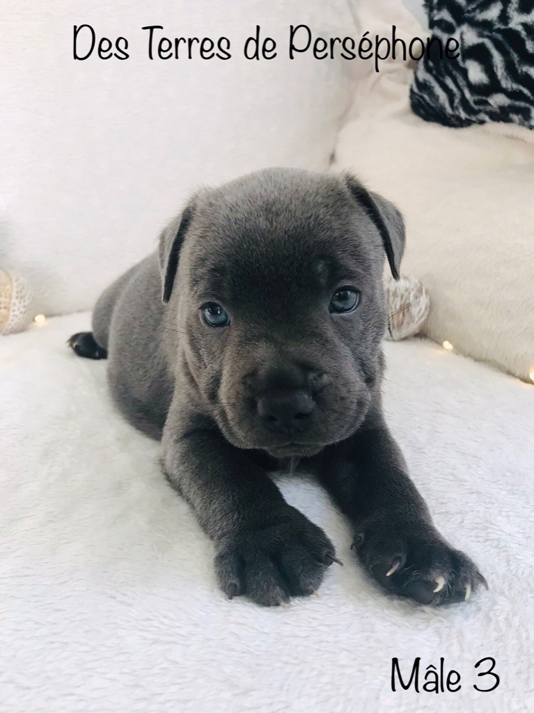 chiot Staffordshire Bull Terrier Des Terres De Perséphone