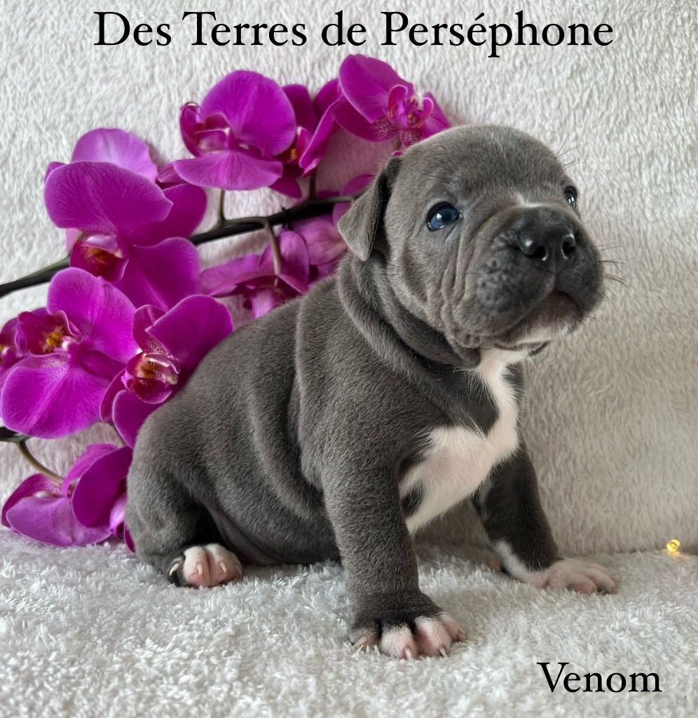 chiot Staffordshire Bull Terrier Des Terres De Perséphone