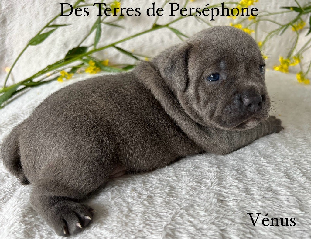 chiot Staffordshire Bull Terrier Des Terres De Perséphone