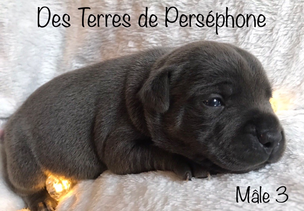 Des Terres De Perséphone - Staffordshire Bull Terrier - Portée née le 16/12/2020