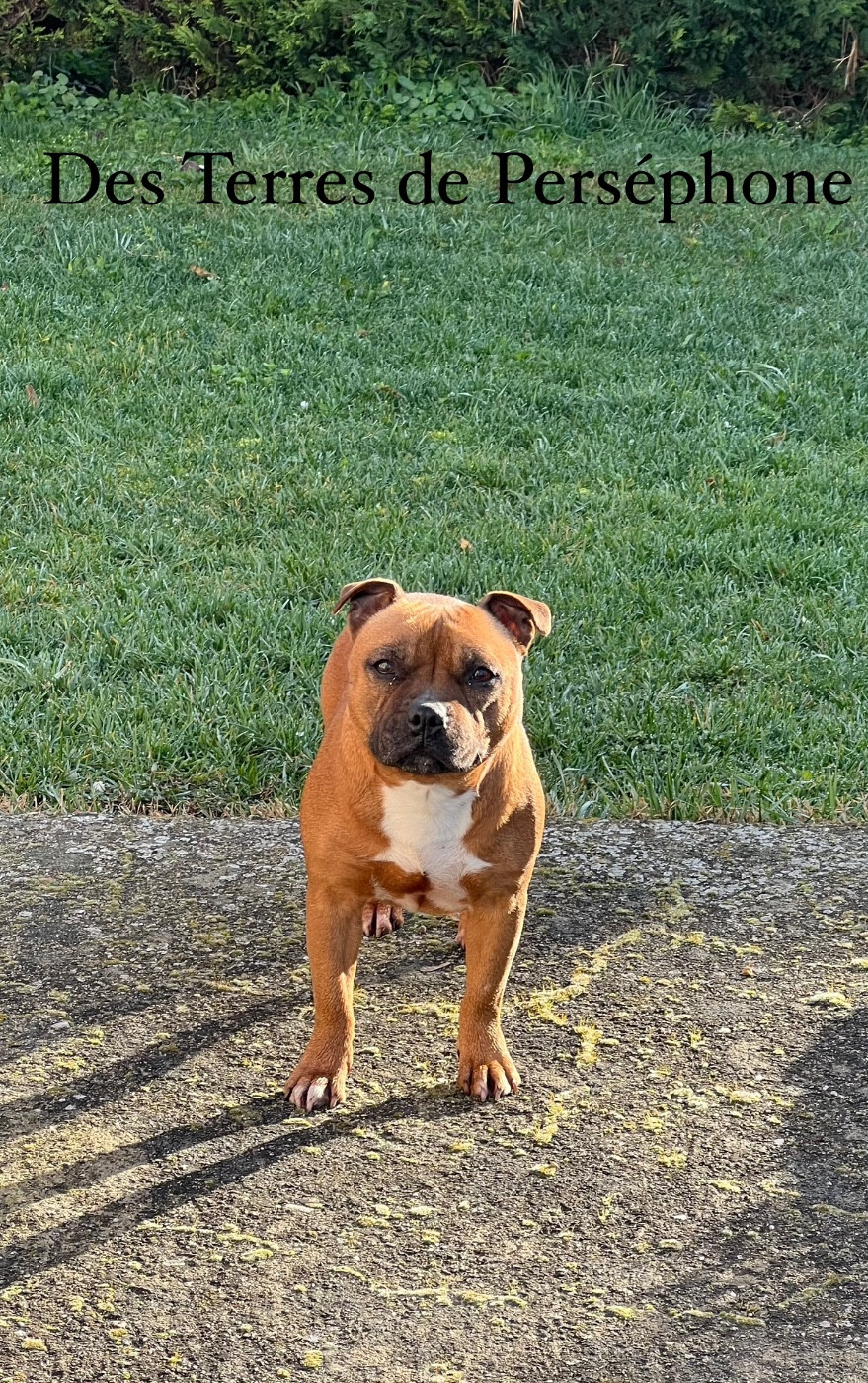 Winnerbull Reina lagertha