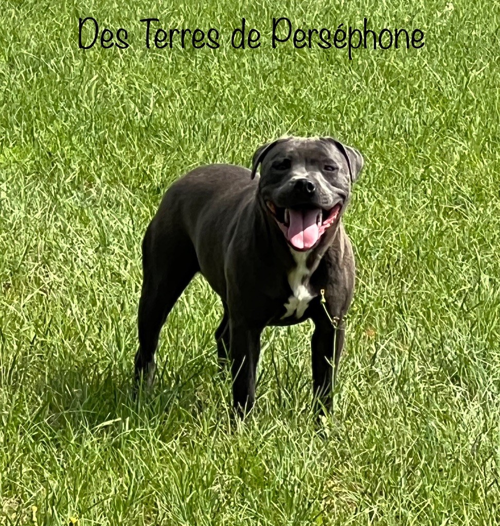 Toundra blue Des Terres De Perséphone
