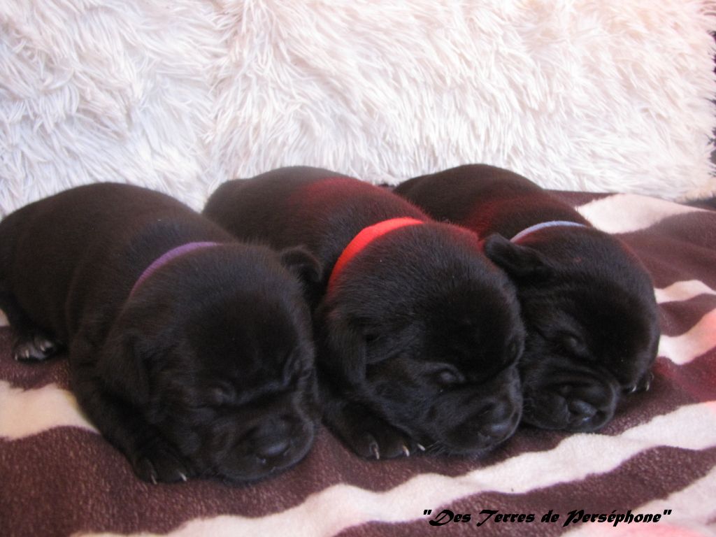 Naissance des bébés d'Irko et Magic 