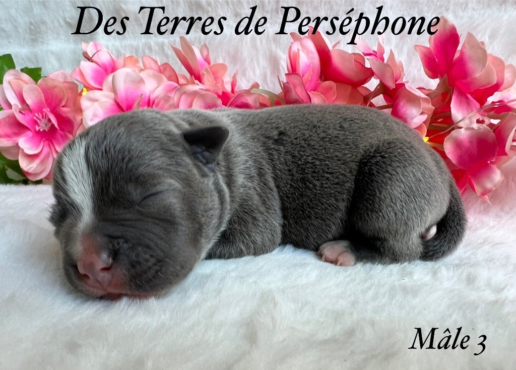 Des Terres De Perséphone - Chiots disponibles - Staffordshire Bull Terrier