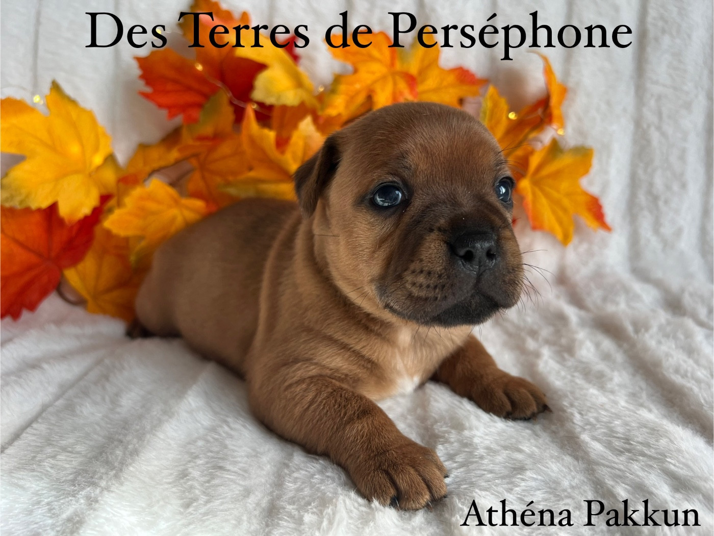 Des Terres De Perséphone - Staffordshire Bull Terrier - Portée née le 20/10/2025