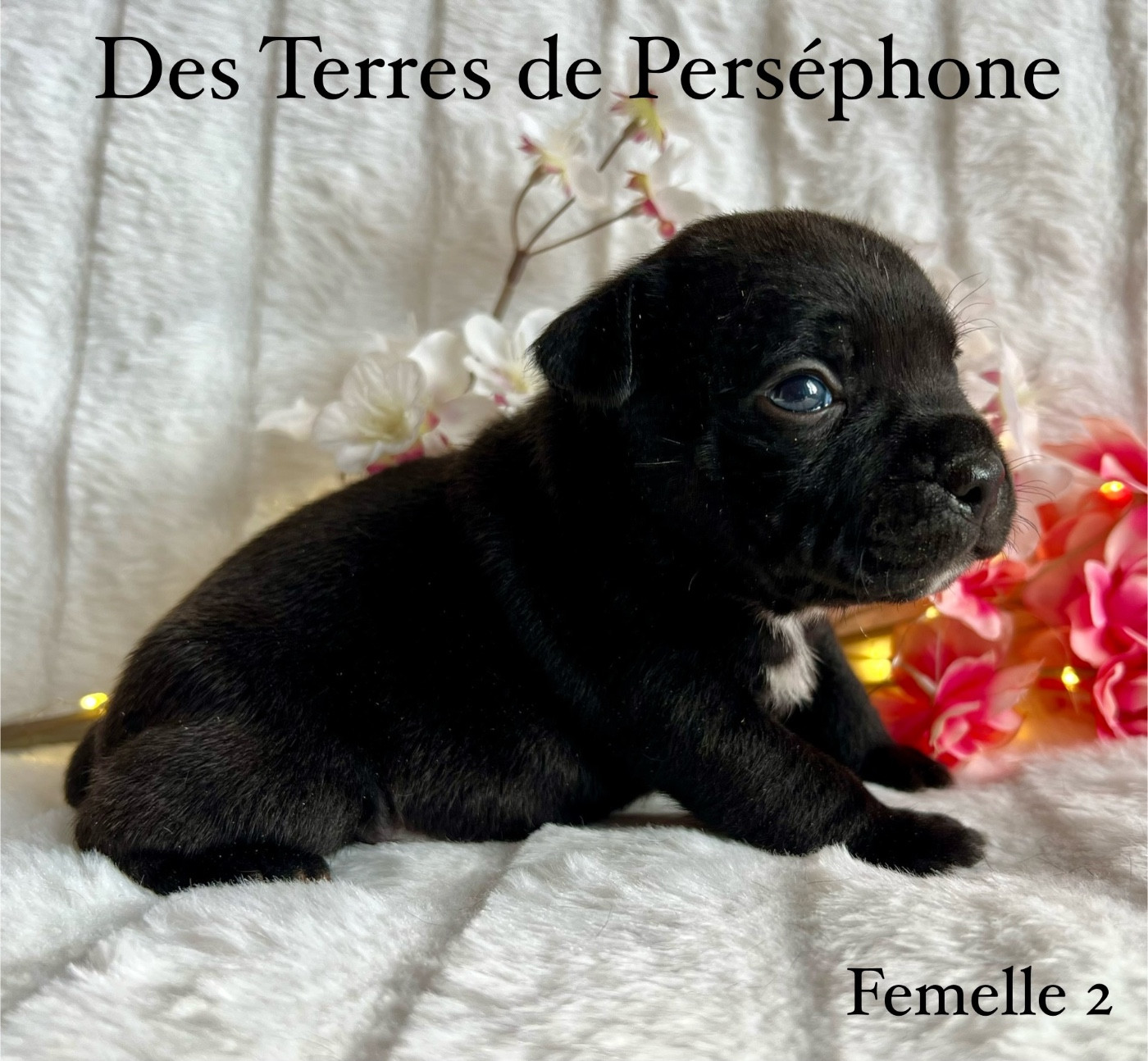 Chiot Staffordshire Bull Terrier Des Terres De Perséphone