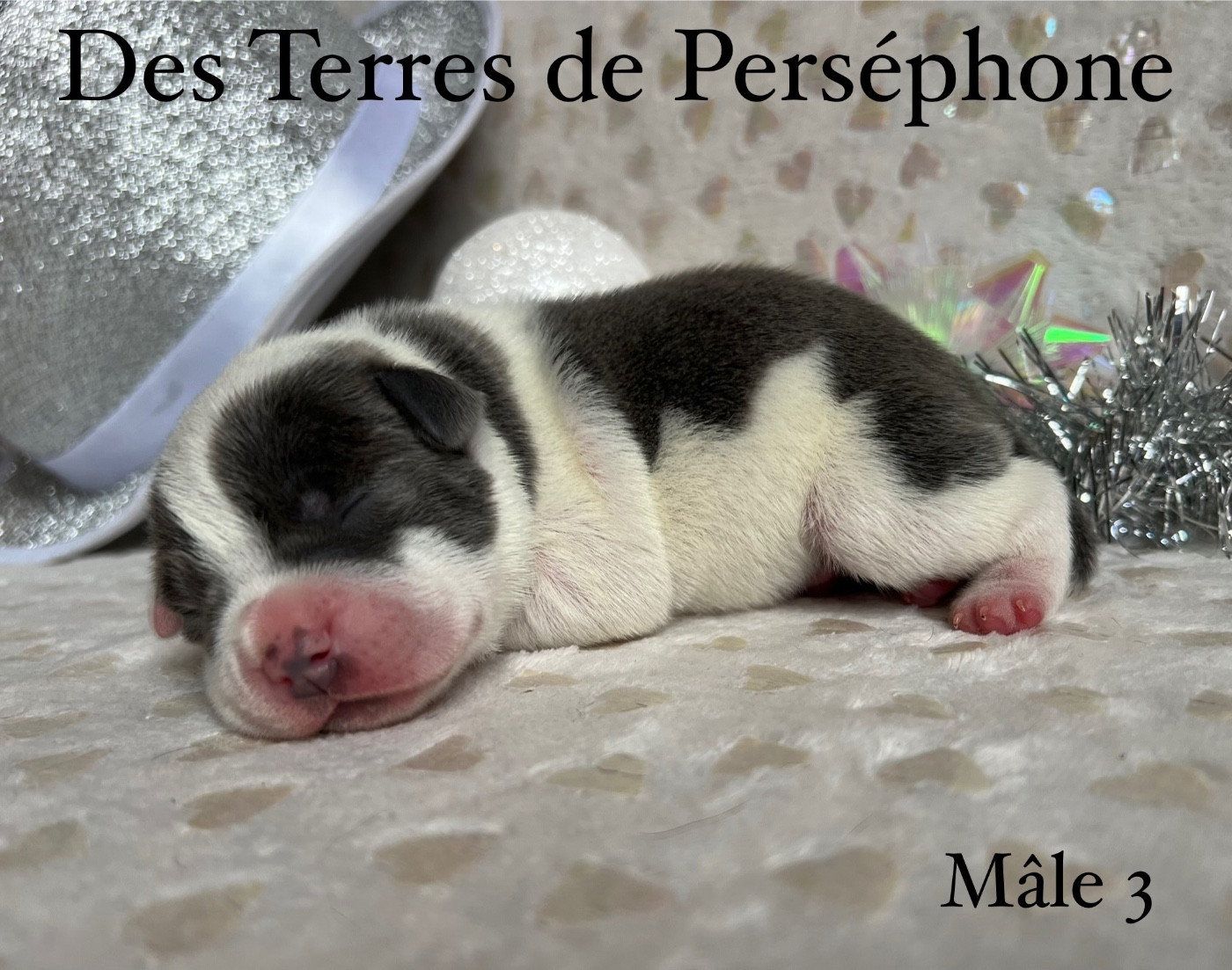 Des Terres De Perséphone - Chiots disponibles - Staffordshire Bull Terrier