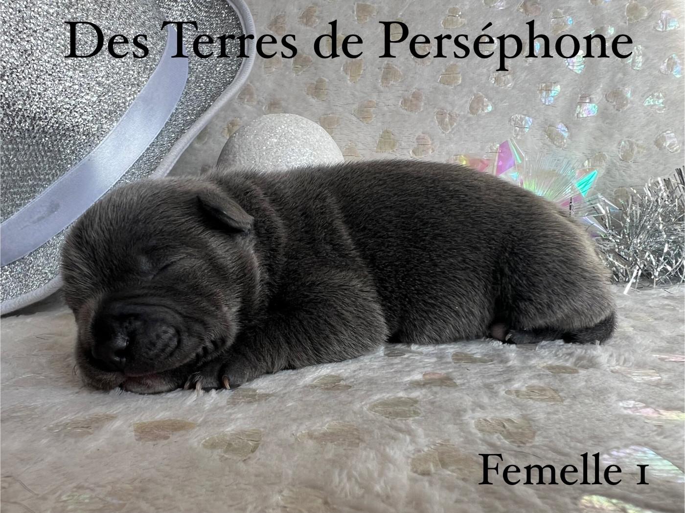 Des Terres De Perséphone - Chiots disponibles - Staffordshire Bull Terrier