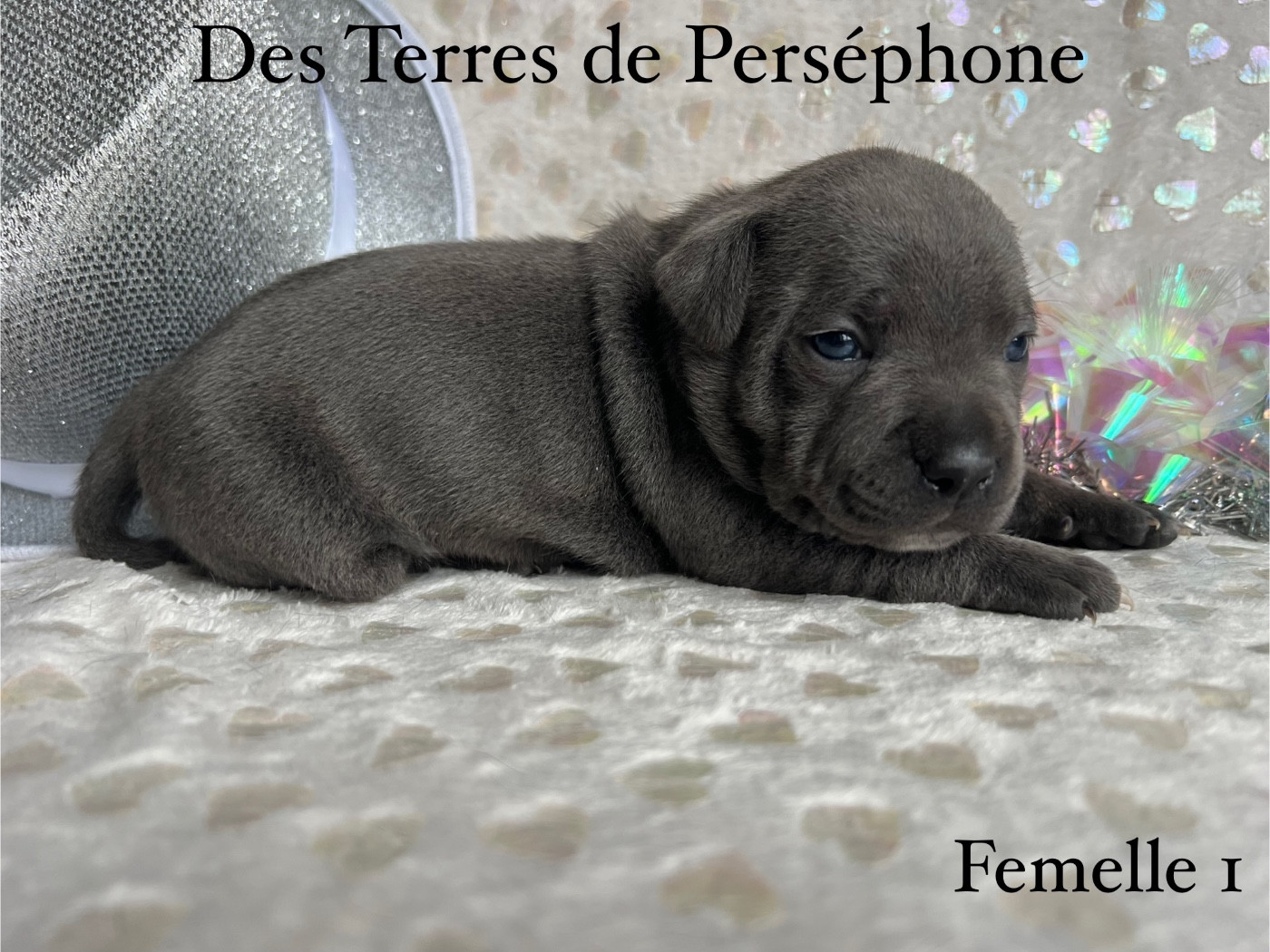 Des Terres De Perséphone - Chiots disponibles - Staffordshire Bull Terrier