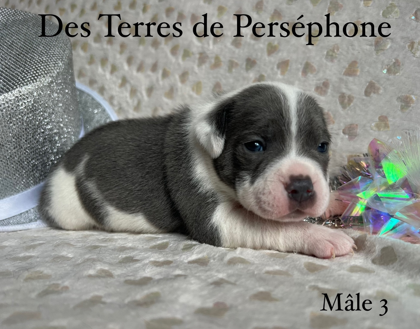 Des Terres De Perséphone - Chiots disponibles - Staffordshire Bull Terrier