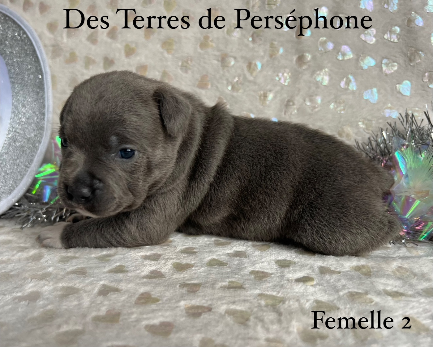 Des Terres De Perséphone - Chiots disponibles - Staffordshire Bull Terrier