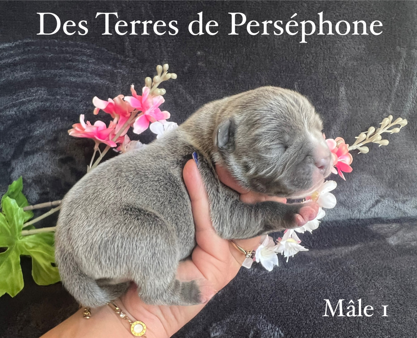 Des Terres De Perséphone - Chiots disponibles - Staffordshire Bull Terrier