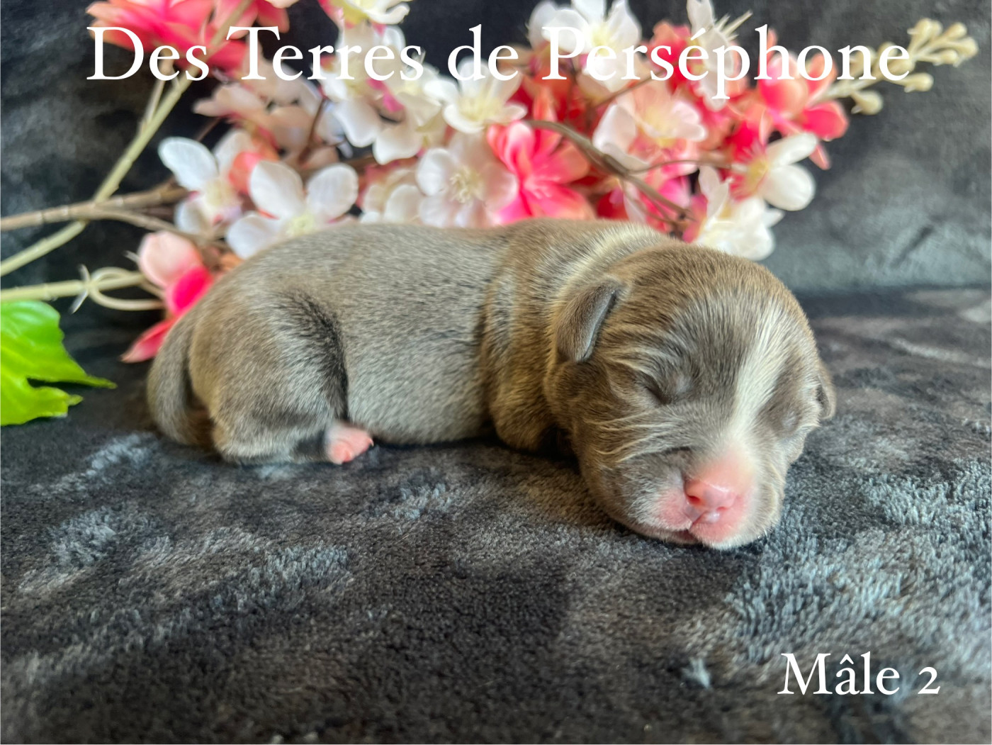 Des Terres De Perséphone - Chiots disponibles - Staffordshire Bull Terrier