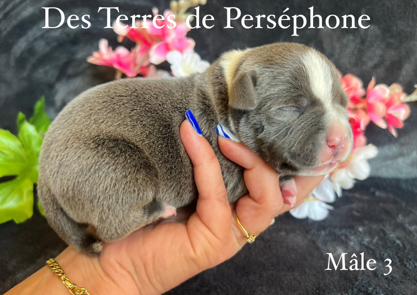 Des Terres De Perséphone - Chiots disponibles - Staffordshire Bull Terrier