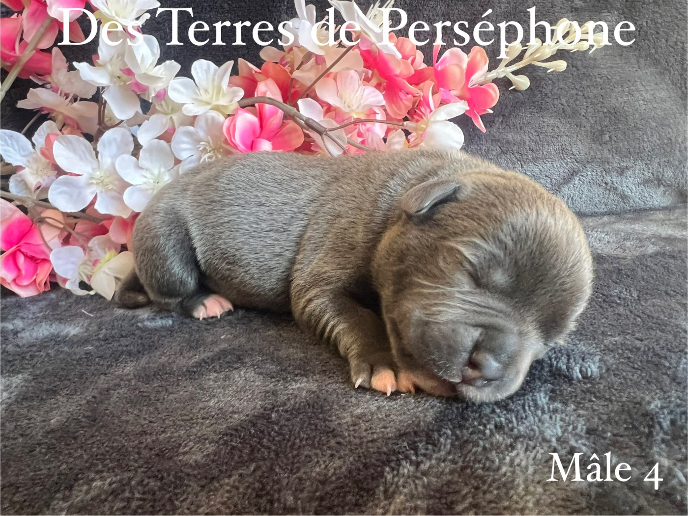 Des Terres De Perséphone - Chiots disponibles - Staffordshire Bull Terrier