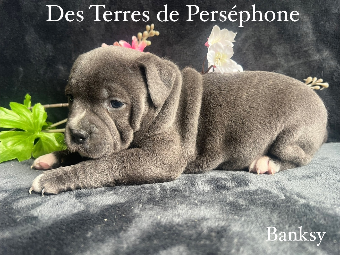 Des Terres De Perséphone - Chiots disponibles - Staffordshire Bull Terrier