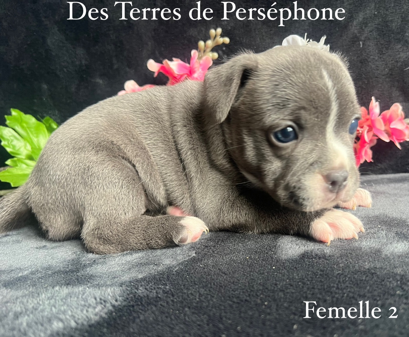 Chiot Staffordshire Bull Terrier Des Terres De Perséphone