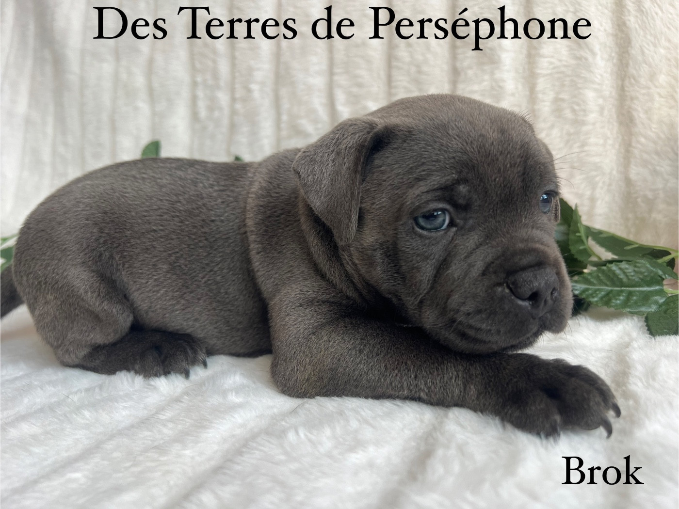 Des Terres De Perséphone - Staffordshire Bull Terrier - Portée née le 23/05/2026