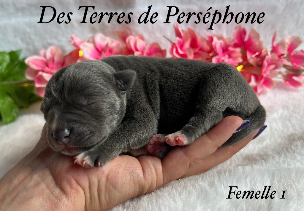 Des Terres De Perséphone - Chiots disponibles - Staffordshire Bull Terrier