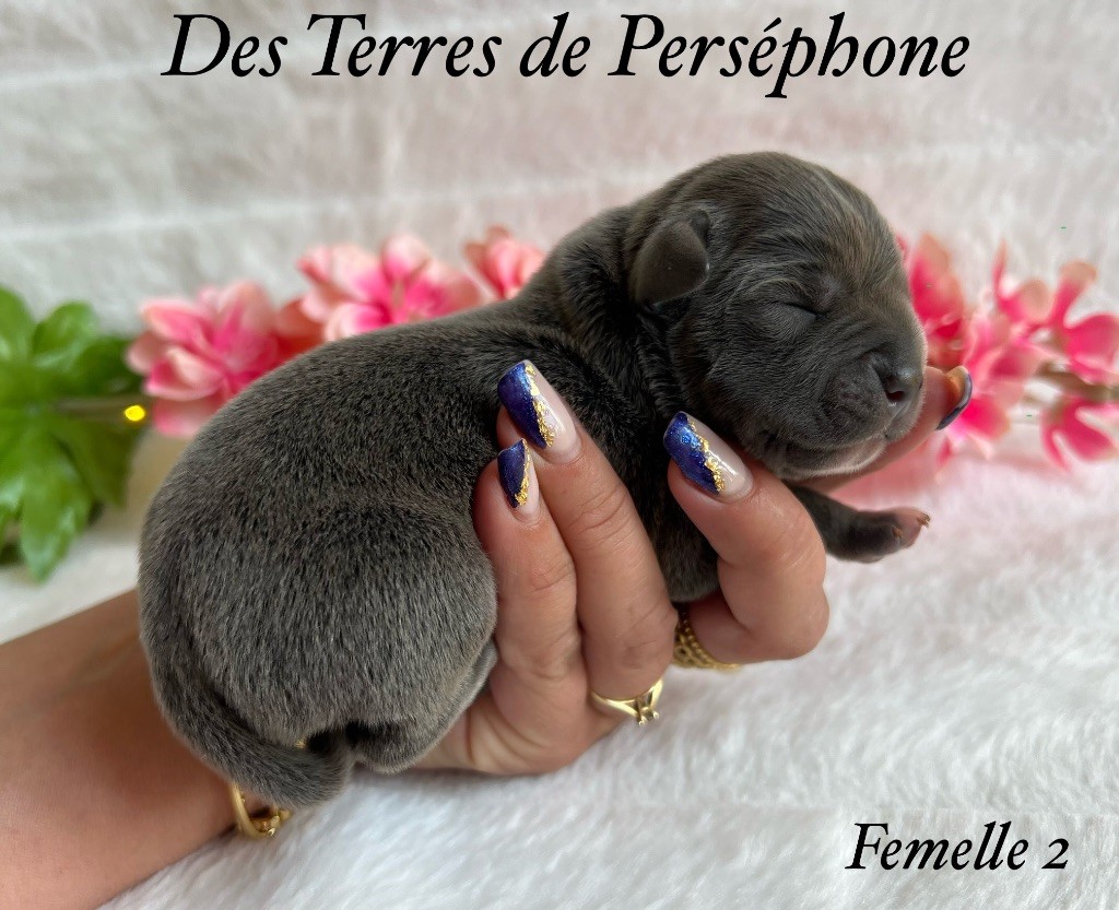 Des Terres De Perséphone - Chiots disponibles - Staffordshire Bull Terrier