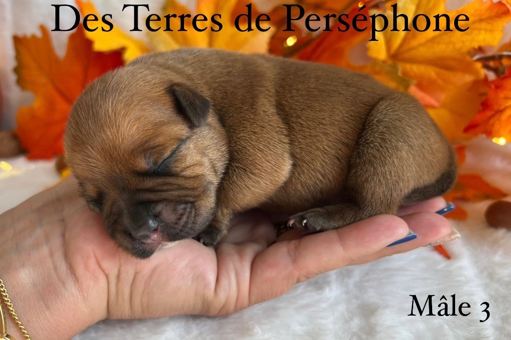 Des Terres De Perséphone - Chiots disponibles - Staffordshire Bull Terrier