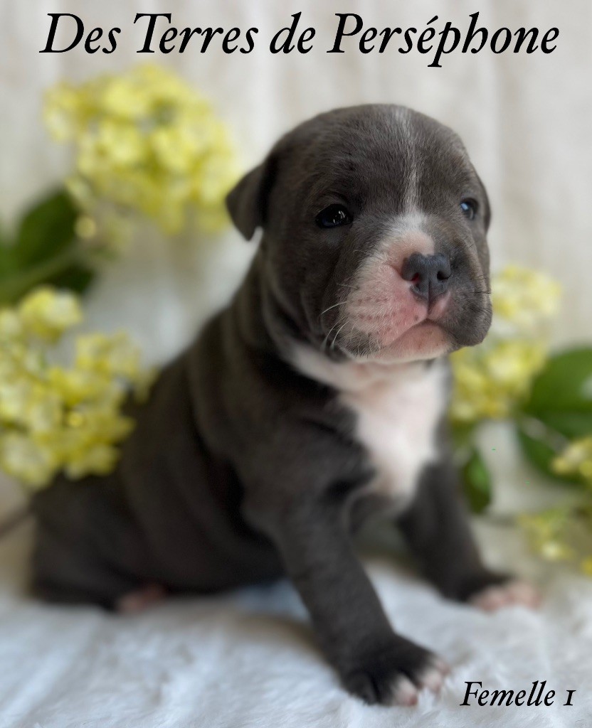 Des Terres De Perséphone - Chiots disponibles - Staffordshire Bull Terrier