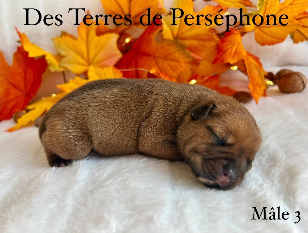 Chiot Staffordshire Bull Terrier Des Terres De Perséphone