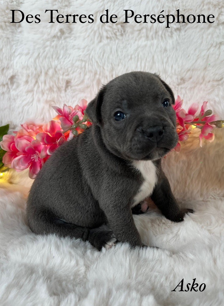 Des Terres De Perséphone - Staffordshire Bull Terrier - Portée née le 11/05/2025