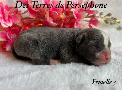 Femelle 3