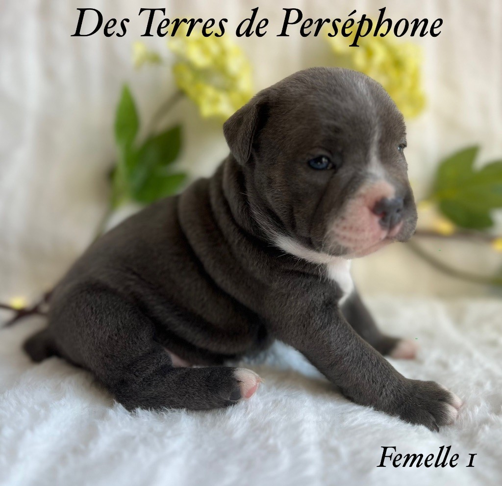 Des Terres De Perséphone - Staffordshire Bull Terrier - Portée née le 04/04/2025