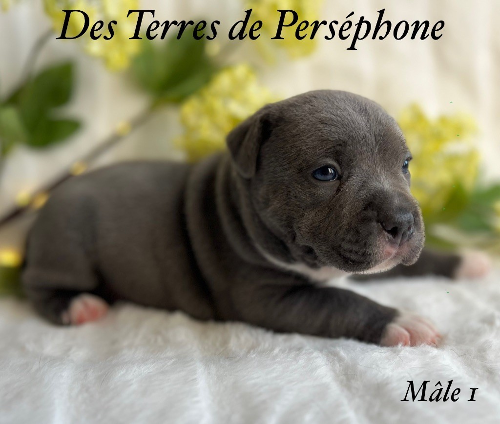 Des Terres De Perséphone - Chiots disponibles - Staffordshire Bull Terrier